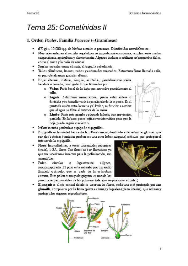 Miniatura del documento Tema-25-Botanica-farmaceutica.pdf