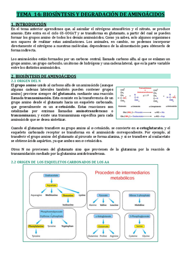 Miniatura del documento T14-BIOSINTESIS-Y-DEGRADACION-DE-AMINOACIDOS.pdf