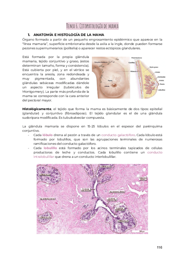 Miniatura del documento GINE-T6.pdf