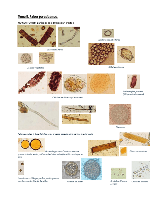 Miniatura del documento Tema-5-Falso-parasitismo.pdf