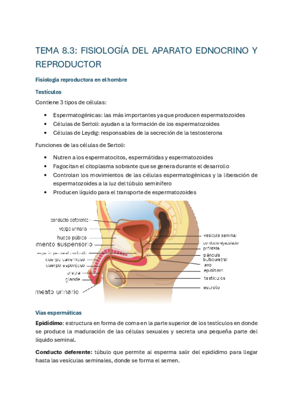 Miniatura del documento Fisio-tema-8.3.pdf