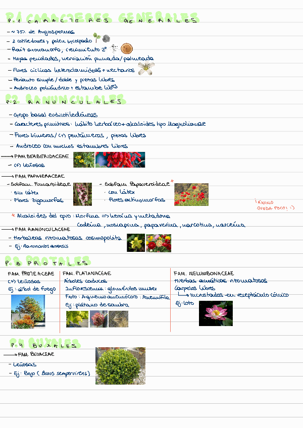 Miniatura del documento T18-EUDICOTILEDONEAS-BASALES.pdf