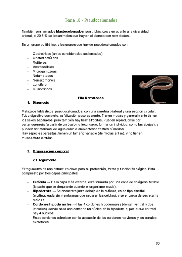 Miniatura del documento Tema-10-Pseudocelomados.pdf
