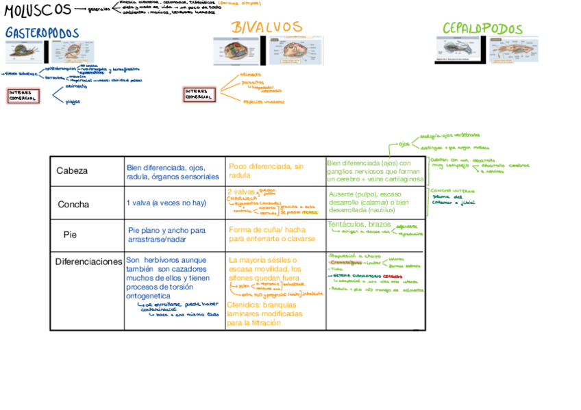 Miniatura del documento Moluscos-tabla.pdf