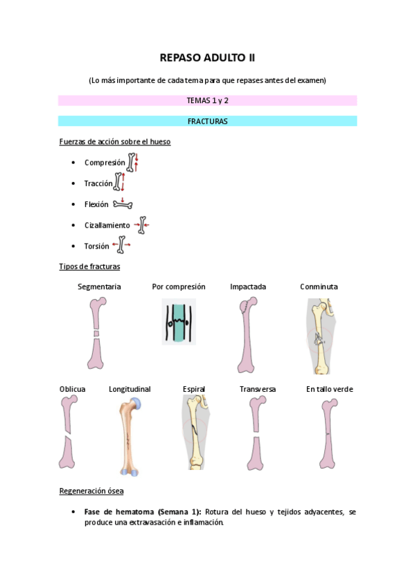 Miniatura del documento REPASO-ADULTO-II.pdf