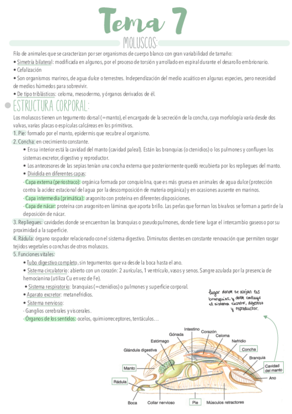 Miniatura del documento Tema-7.pdf