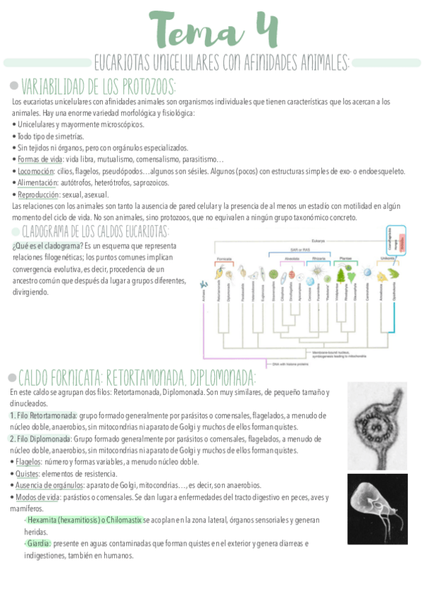 Miniatura del documento Tema-4.pdf