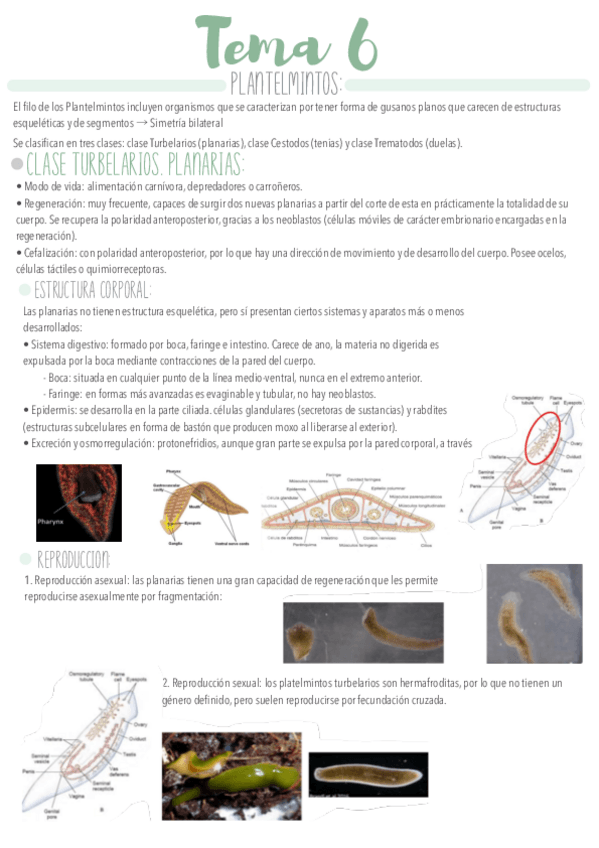 Miniatura del documento Tema-6.pdf