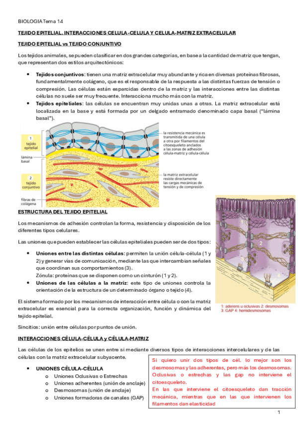 Miniatura del documento BIOLOGIA-Tema-14.pdf