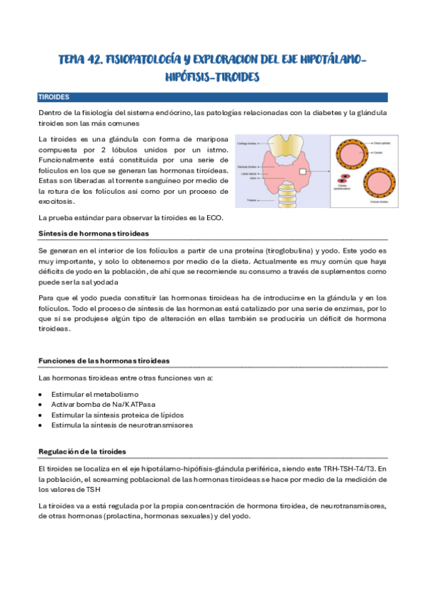 Miniatura del documento FISIOPATOLOGIA-TIROIDES.pdf