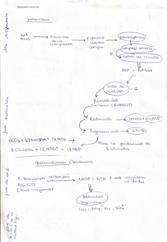 Miniatura del documento ESUQEMA-METABOLISMO.pdf