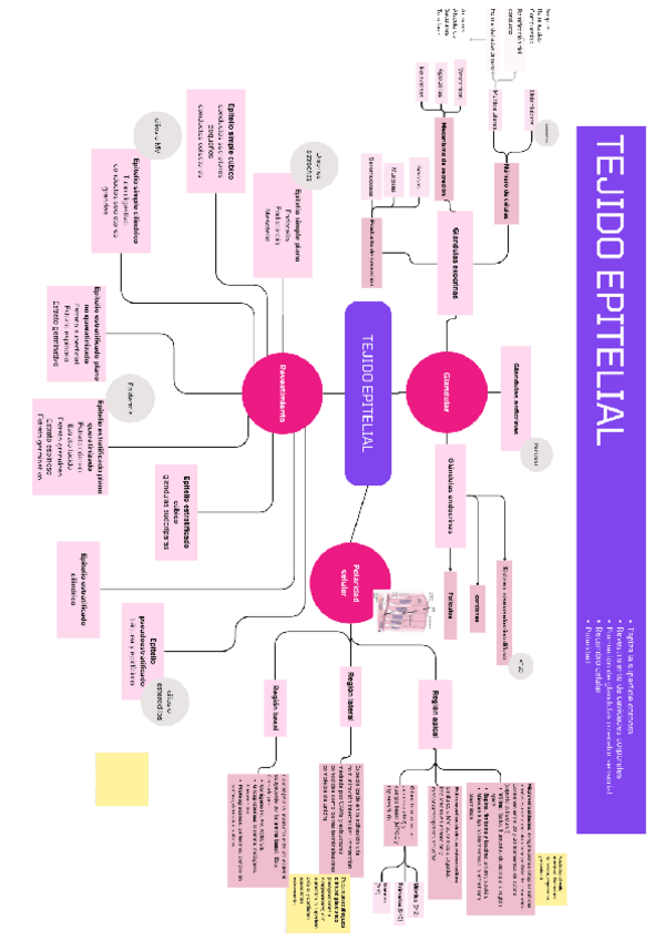 Miniatura del documento tejido-epitelial.pdf