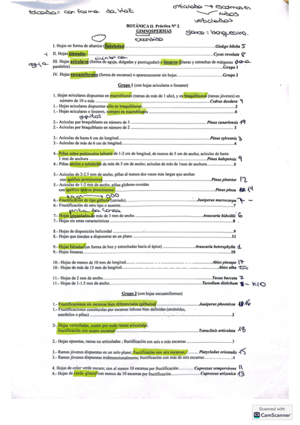 Miniatura del documento practica-gimnospermas-esquemas.pdf