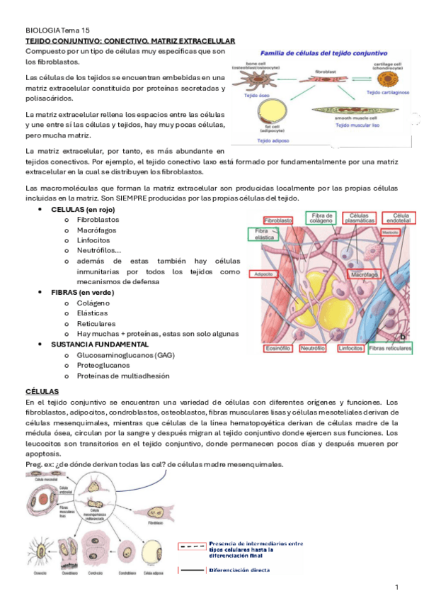 Miniatura del documento BIOLOGIA-Tema-15.pdf