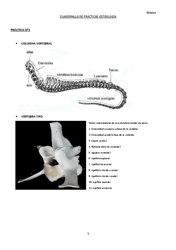Miniatura del documento Cuadernillo prácticas OSTEOLOGÍA.pdf