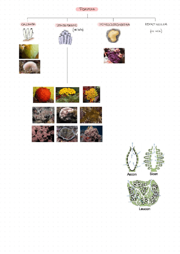 Miniatura del documento Esquema-visu-zoologia.pdf