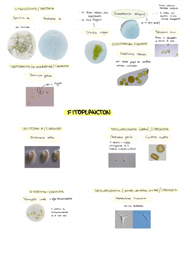 Miniatura del documento Esquema-visu-botanica.pdf