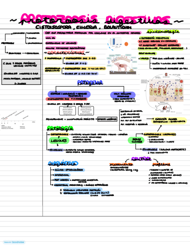 Miniatura del documento T10.-PROTOZOSIS-DIGESTIVAS.pdf