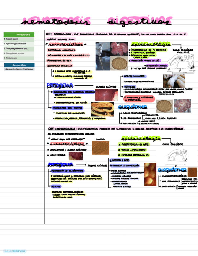 Miniatura del documento T11.-NEMATODOSIS-DIGESTIVAS.pdf