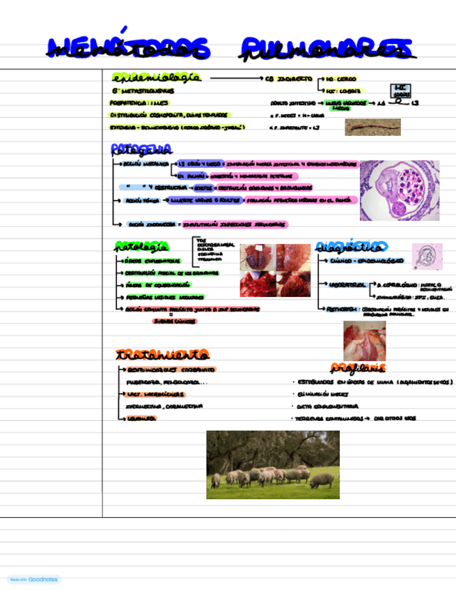 Miniatura del documento T16.-NEMATODOSIS-PULMONARES.pdf
