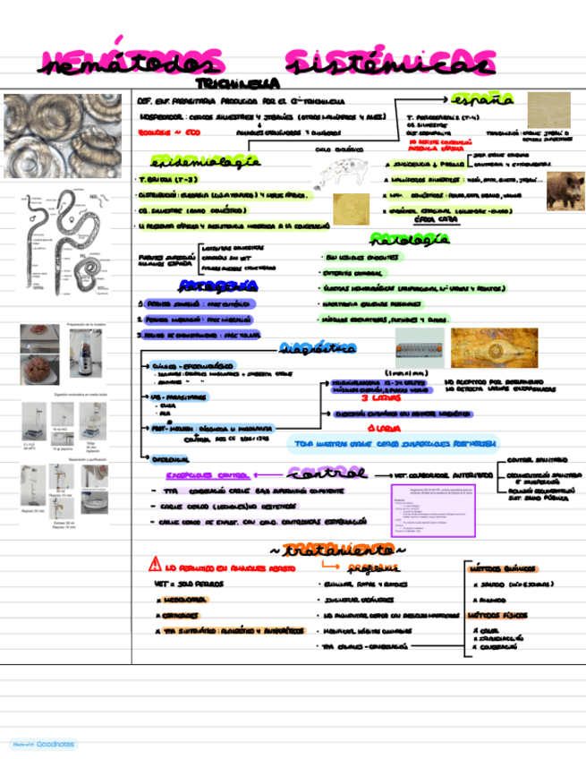 Miniatura del documento T17.-NEMATODOSIS-SISTEMICAS-TRICHINELLA.pdf