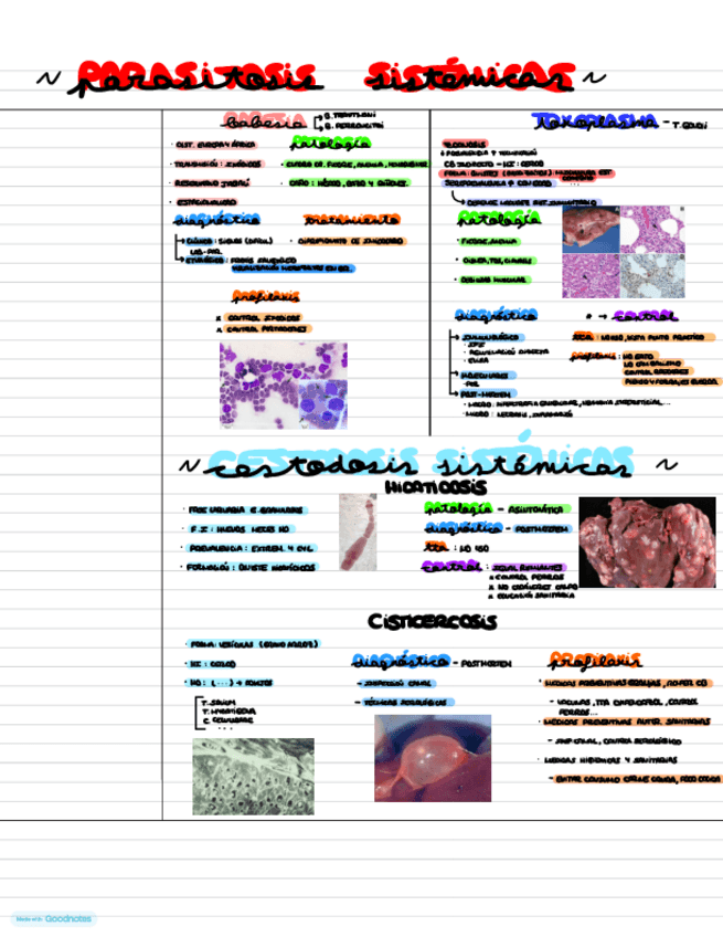 Miniatura del documento T18.-PARASITOSIS-SISTEMICAS.pdf