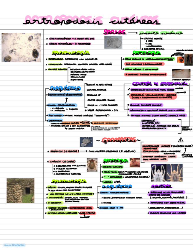Miniatura del documento T19.-ARTROPODOSIS-CUTANEAS.pdf