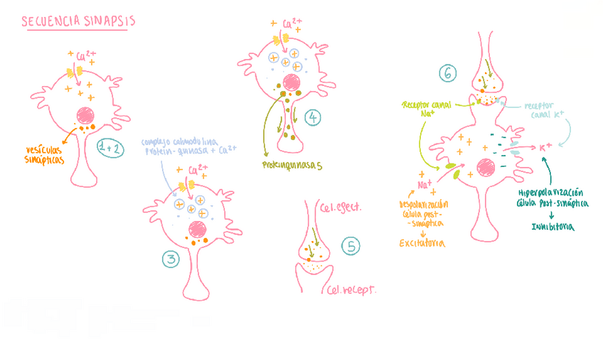 Miniatura del documento Dibujos-procesos-nervioso.pdf
