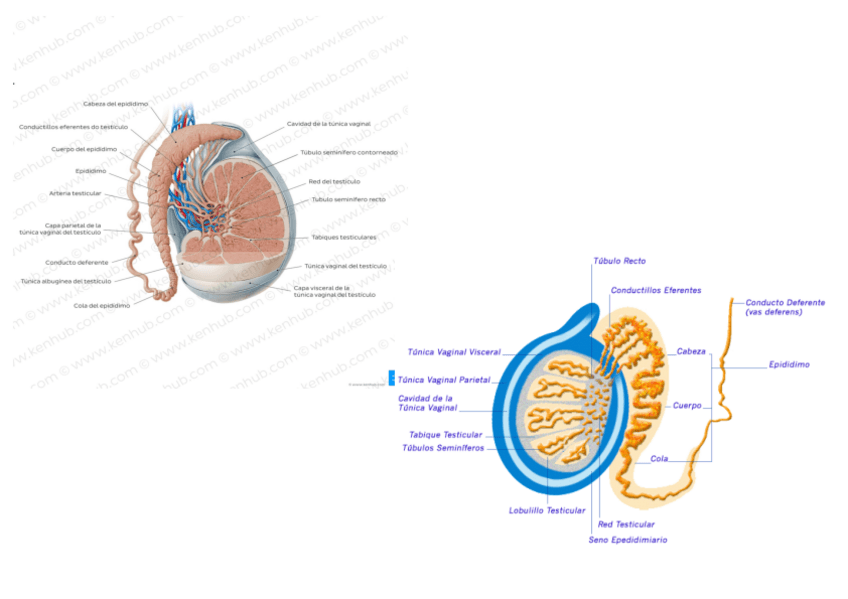 Miniatura del documento t24.pdf