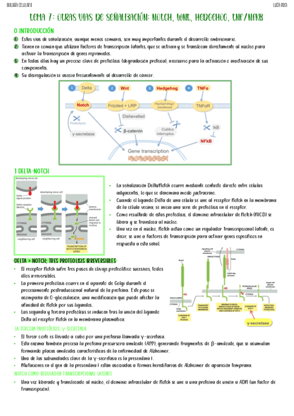 Miniatura del documento tema-7-biocel-II.pdf