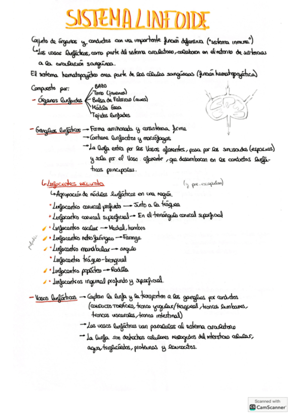 Miniatura del documento Esplacnologia.pdf