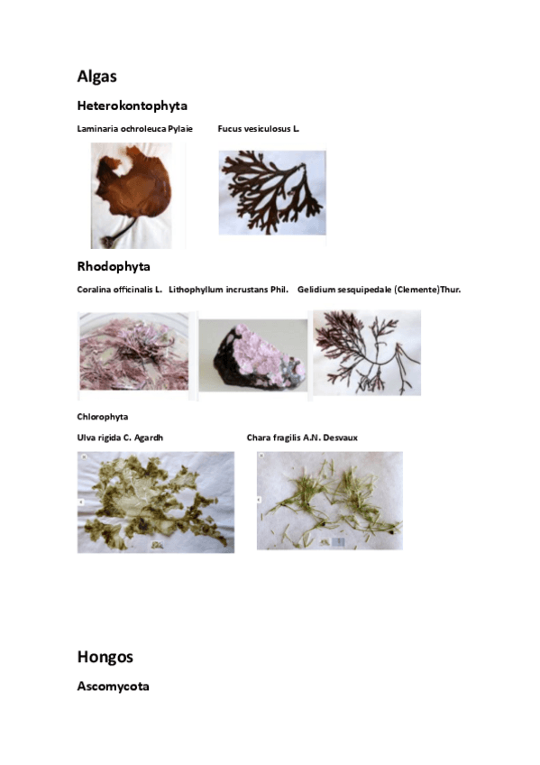 Miniatura del documento Visu.pdf