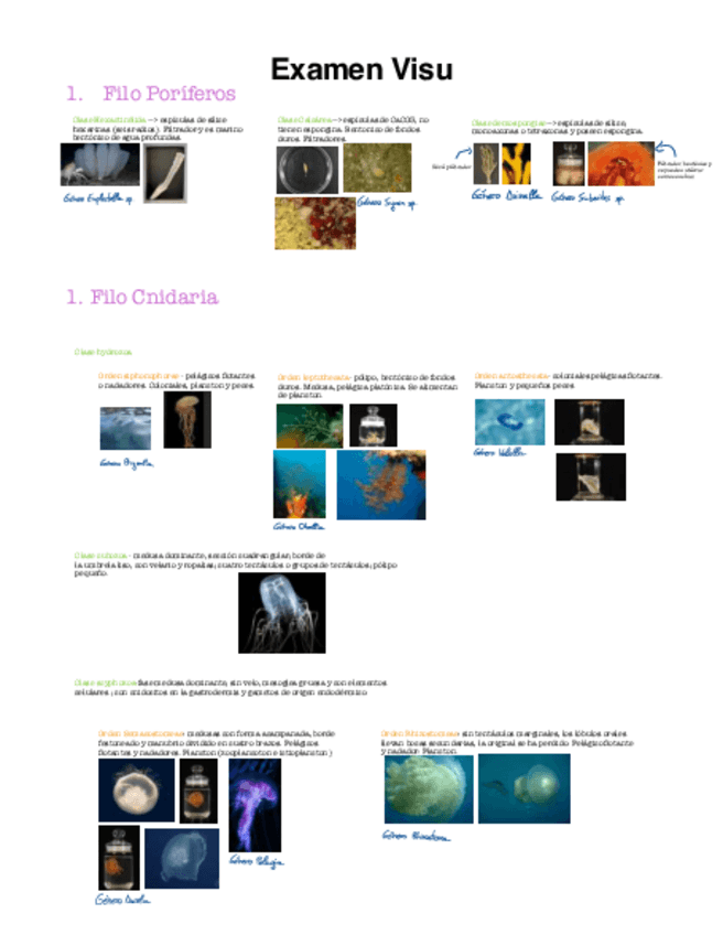Miniatura del documento Visu.pdf