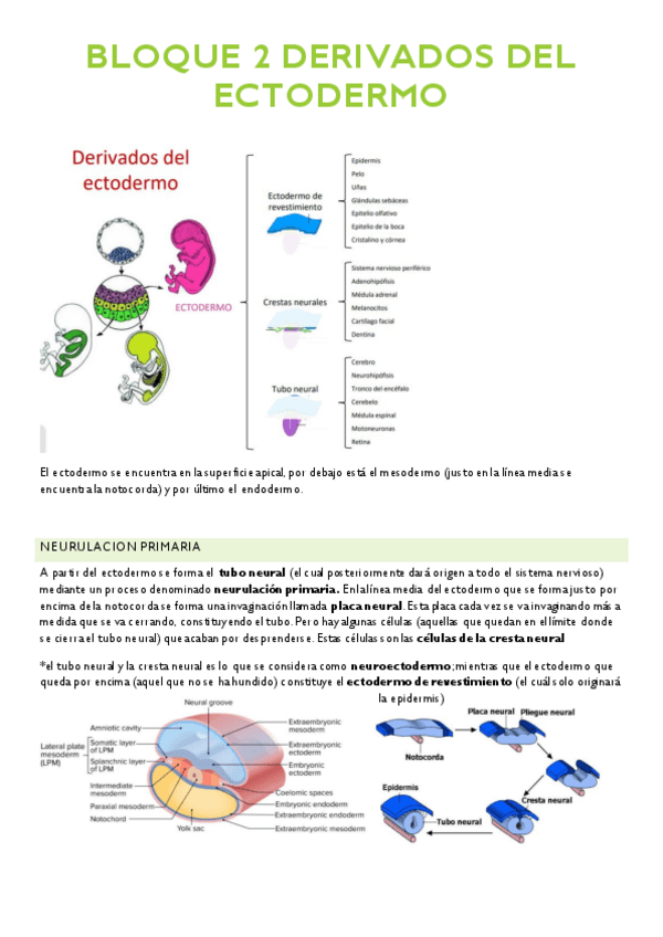 Miniatura del documento BLOQUE-2-DERIVADOS-MESODERMO.pdf
