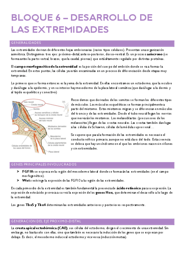 Miniatura del documento BLOQUE-6-DESARROLLO-EXTREMIDADES.pdf