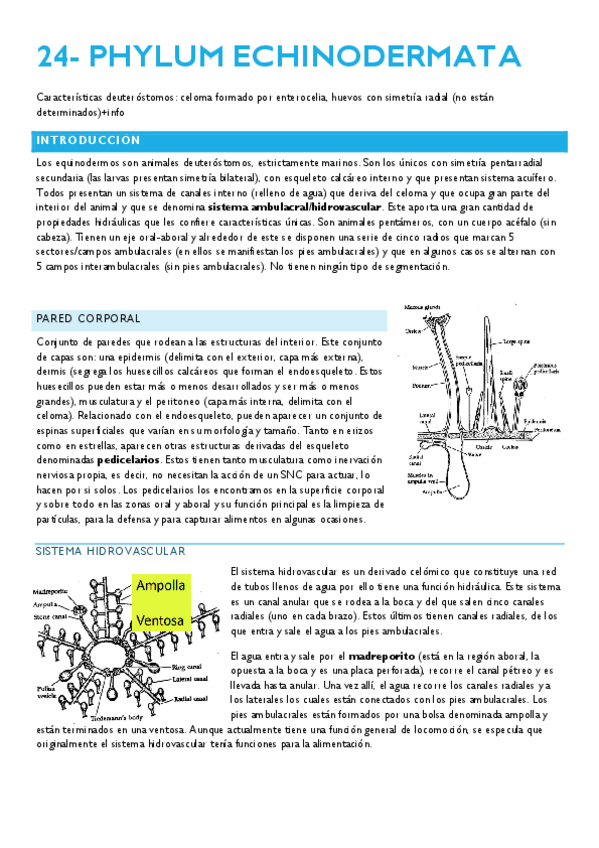 Miniatura del documento 25-ECHINODERMATA.pdf