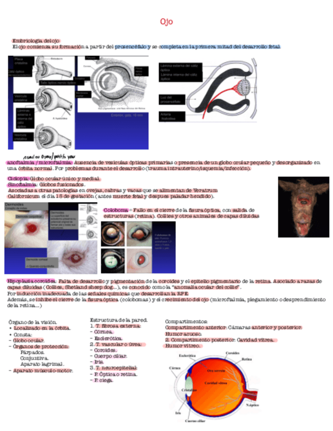Miniatura del documento 11-Ojo.pdf