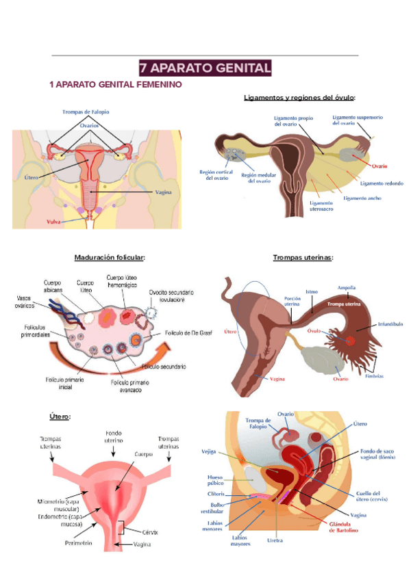 Miniatura del documento UT7-AI-IMAGENES-DE-ESTRUCTURAS-DEL-APARATO-REPRODUCTOR.pdf