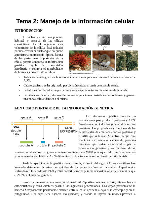 Miniatura del documento TEMA 2.pdf