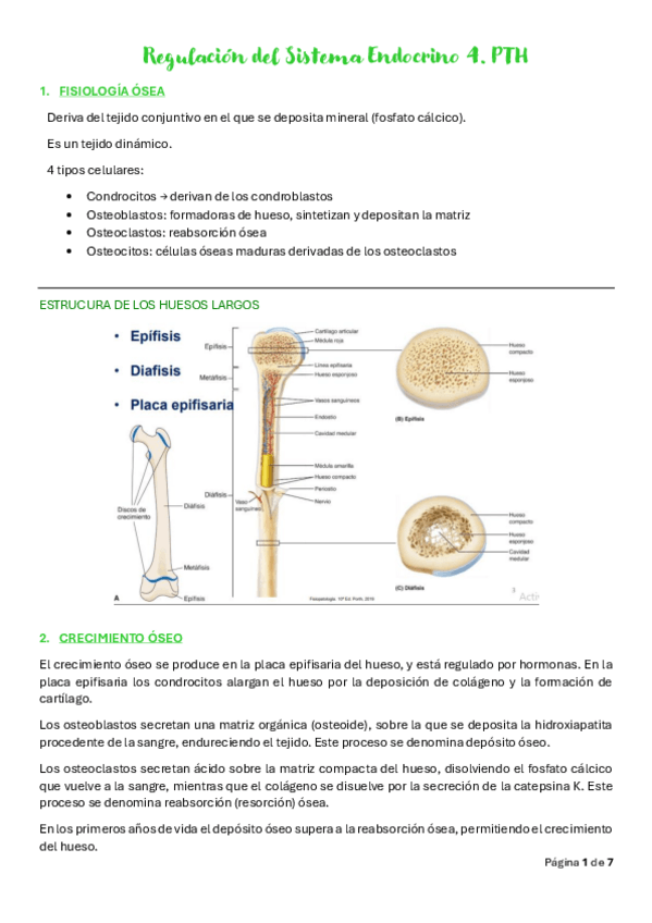 Miniatura del documento Tema-19.-Regulacion-del-Sistema-Endocrino-4.pdf