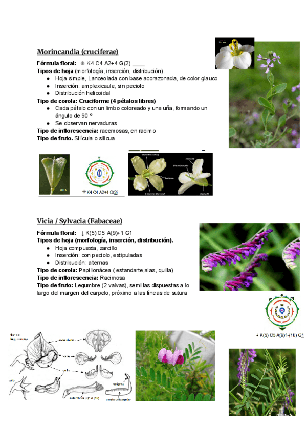 Miniatura del documento Angiospermas.pdf