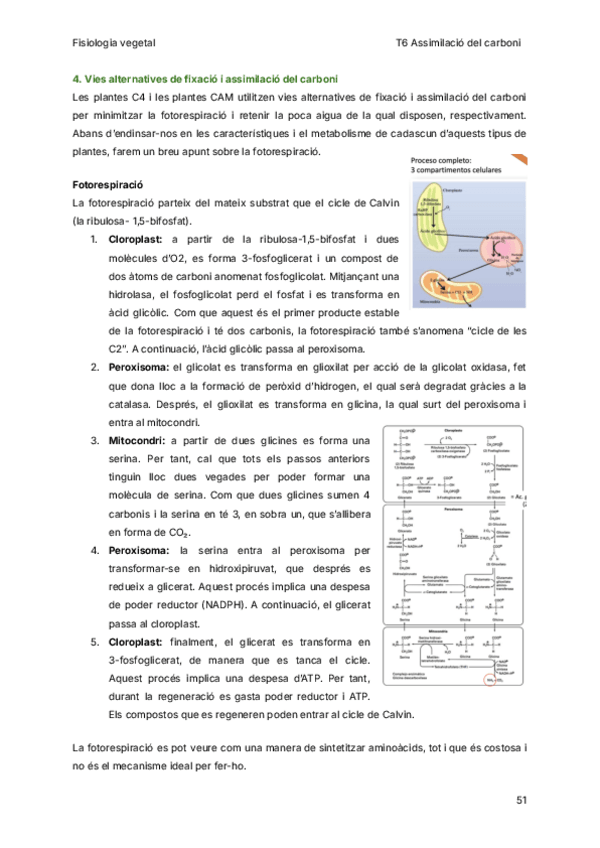 Miniatura del documento T6-Assimilacio-del-carboni-II.pdf