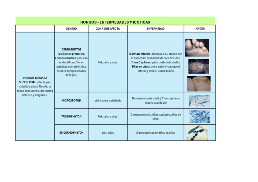 Miniatura del documento HONGOS.pdf
