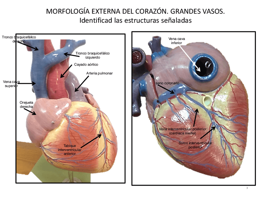 Miniatura del documento Imagenes-practicas-cardiaco.pdf