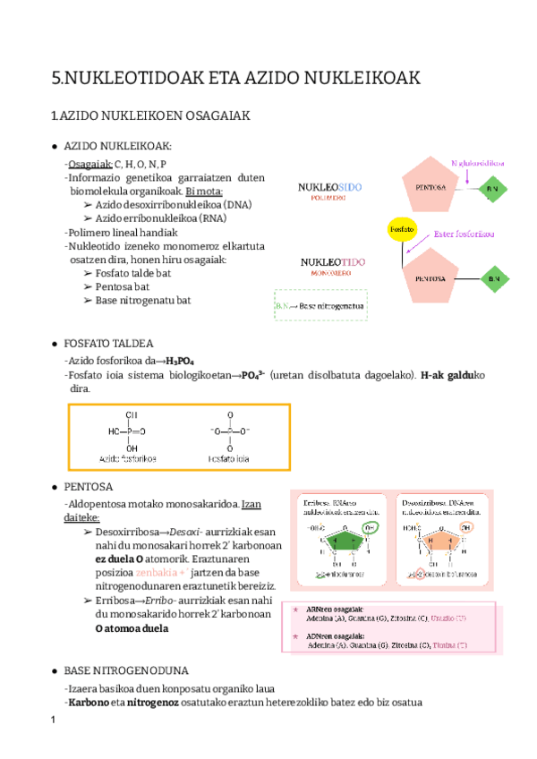 Miniatura del documento 5.AZIDO-NUKLEIKOAK-2.BACHI.pdf