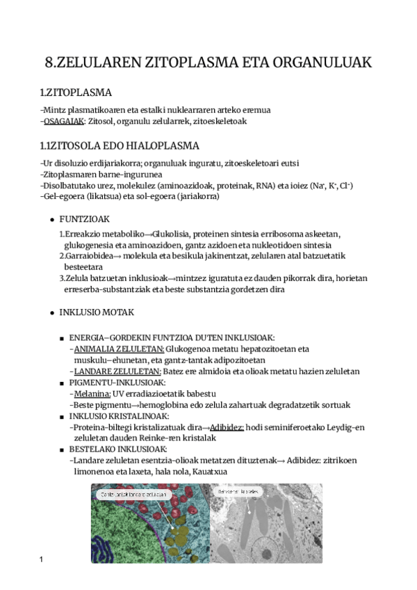 Miniatura del documento 8.ZITOPLASMA-ETA-ORGANULUAK-2.BACHAK-2.BACH.pdf