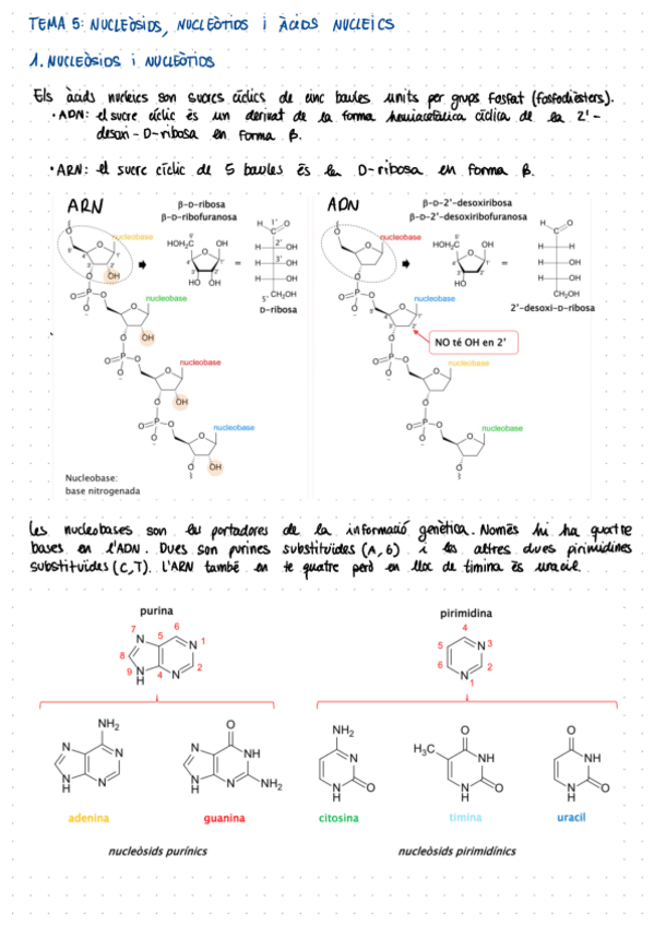 Miniatura del documento 05-Acids-Nucleics.pdf