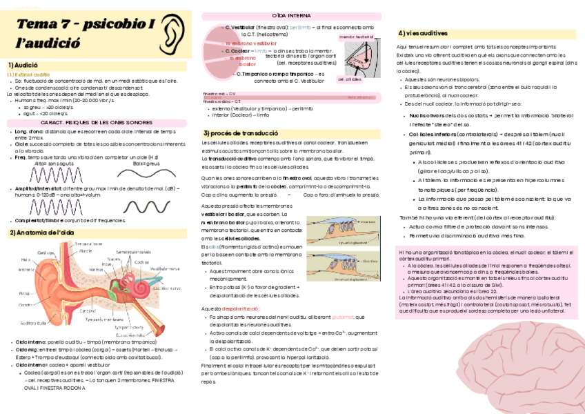 Miniatura del documento Sistema auditiu. Resum visual. Tema 7.pdf