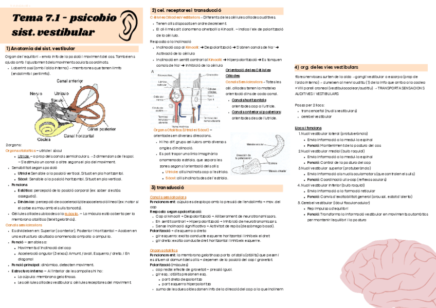Miniatura del documento Sistema vestibular. Resum visual. Tema 7.pdf
