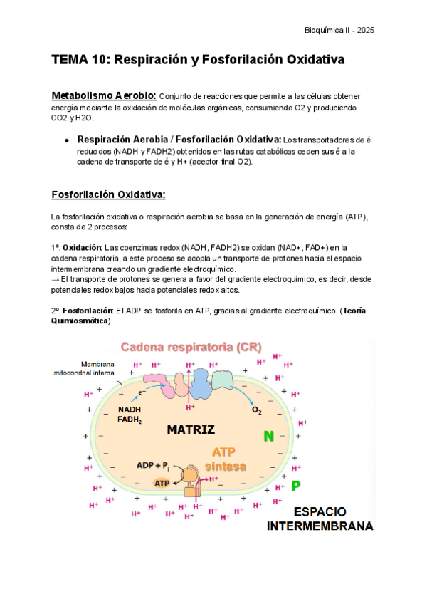 Miniatura del documento RESUMEN-BQ-II-T10-T14-2o-PARCIAL-CURSO-2024-2025.pdf